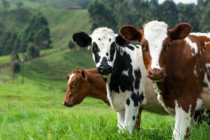 Dairy Asia Expo 2027 Lahore