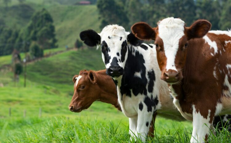 Dairy Asia Expo 2027 Lahore | Dairy & Livestock Exhibition